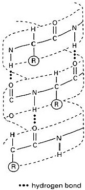 left handed helix with hydrogen bonds